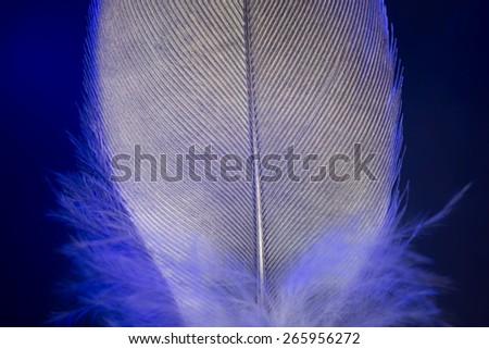 beautiful blue feather on a black background. close-up