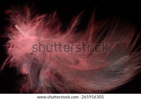 beautiful red feather on a black background. close-up