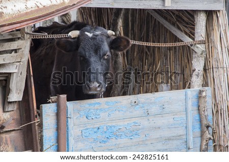 Russian black cow
