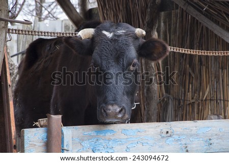 Black Cow in paddock