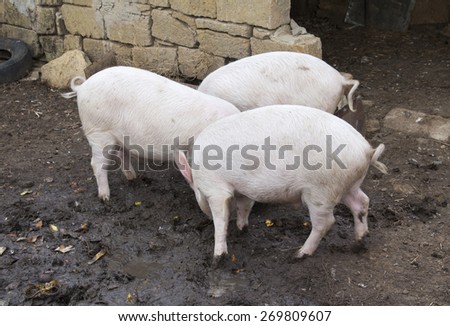 Three pigs are fighting for food
