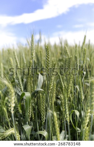 green wheat spike