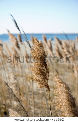 Sea grasses in the autumn on a clear day.  Shallow focus on middle plant.