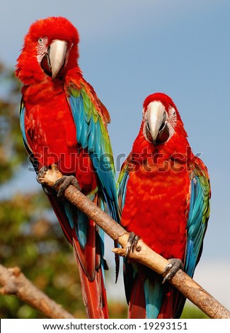 Macaw+parrots