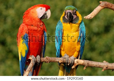 Macaw+parrot