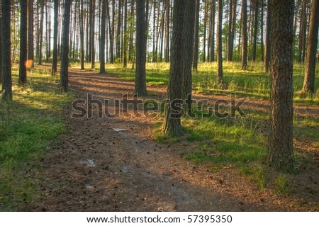 sun rays through trees with small path