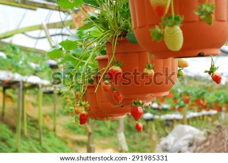 strawberry plant in the pot and hanging in line. out of focus style and some noise applied