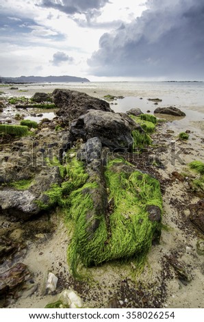 beauty algae on the brown rock at the shore. dramatic and soft dark clouds during low tide water