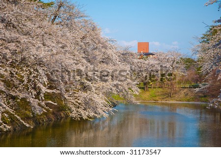Beautiful sakura,cherry tree in blossom by river