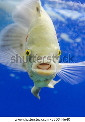Astronotus Ocellatus. Exotic fish in aquarium. Surprised fish.