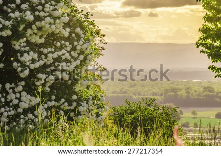 Nature. A bush with white flowers. Landscape.
