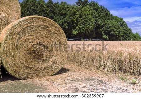 Hay bales (Straw rolls) on a late autumn afternoon. Germany.