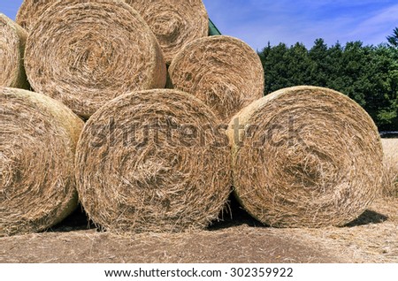 Hay bales (Straw rolls) on a late autumn afternoon. Germany.