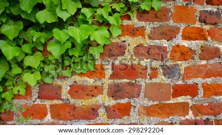 Old brick-wall with climbing plant - green leaves