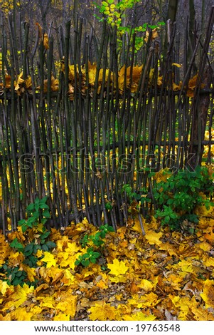 Autumn theme. Fence and yellow leaves.