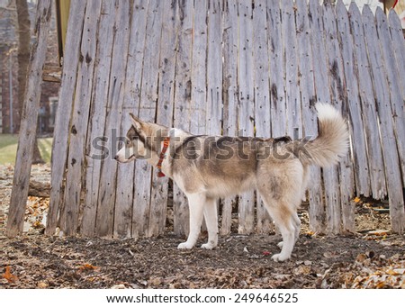 A photograph of a siberian husky dog walking in the woods.