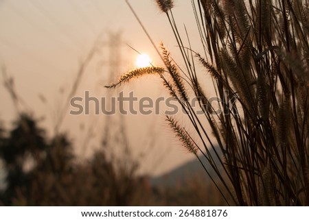 Grass Plumes At Sunset in soft style for background