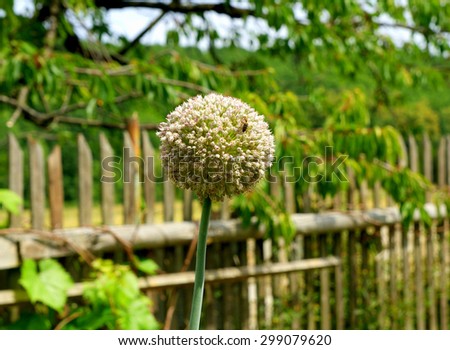 Garlic flowers in the country (focus on the part of the image only)