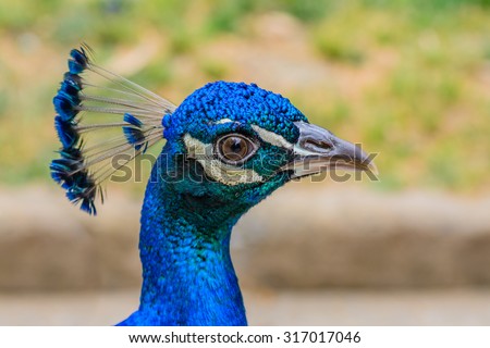 Bright head of Peacock with blue feathers on top. Close-up of male blue peacock head with blurred background