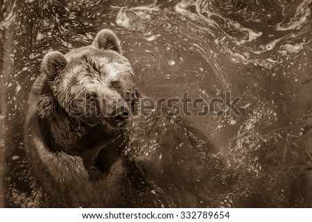 Brown bear swimming in the water in the zoo. Horizontal scene of bear looking at the visitors of zoo, while swimming in the water.