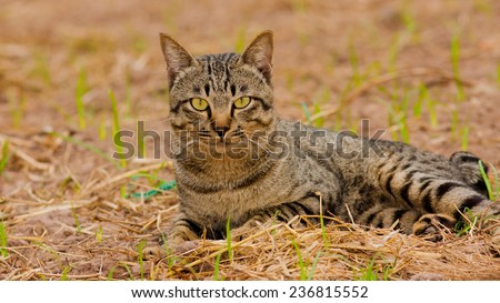 Tiger striped cat