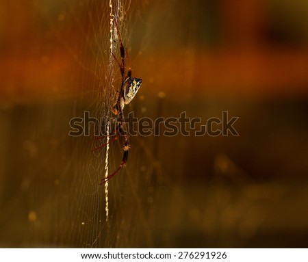 colorful spider resting on the web.