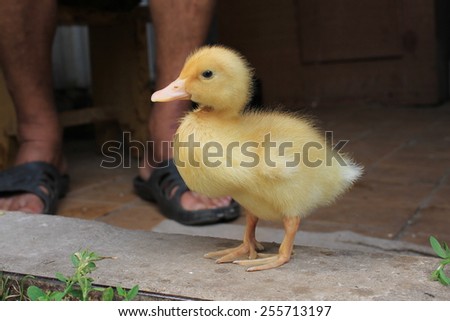Little yellow duck