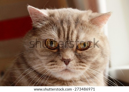 British short hair angry cat