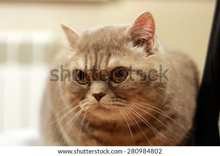 British grey short hair angry cat