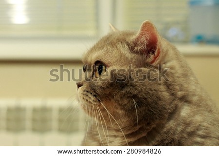 British grey short hair angry cat