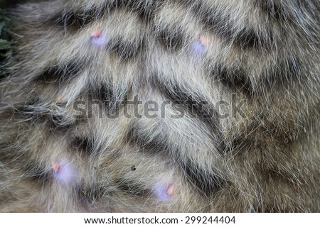 Grey tiger cat hair texture