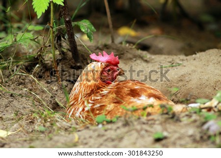 Chicken lying down on soil at farm