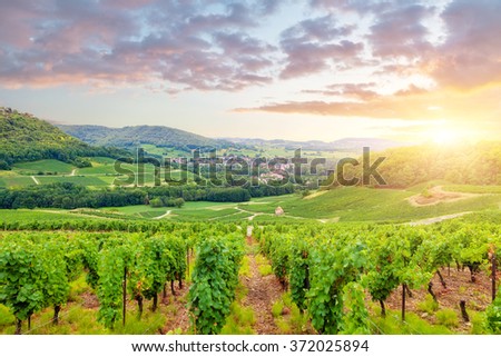 Panorama of vineyards in Burgundy. France