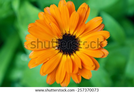 Scenic floral border beautiful blurred background, flowers