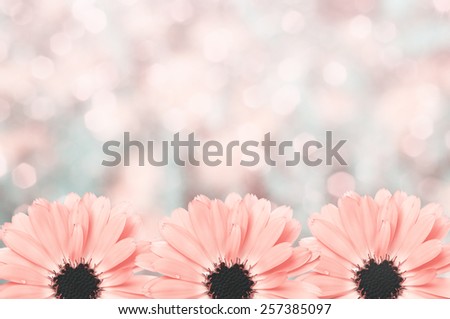 Scenic floral border beautiful blurred pink background, flowers, bokeh