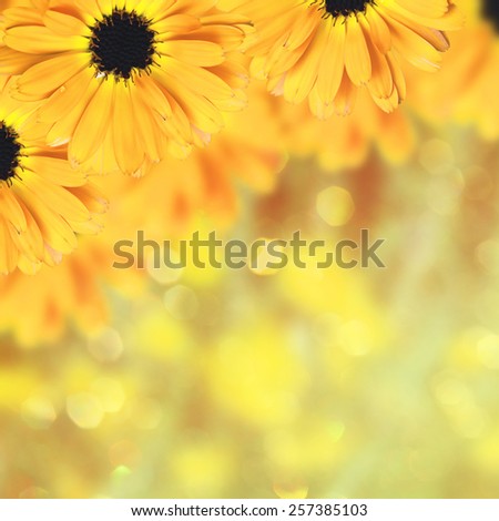 Scenic floral border beautiful blurred yellow background, flowers, bokeh
