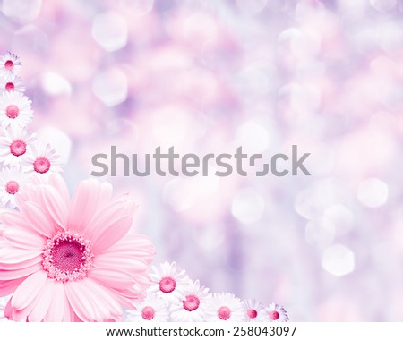 Floral border blurred background, flowers chamomile