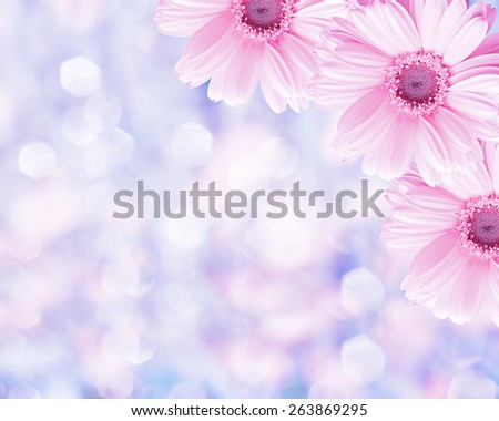 Floral border blurred background, flowers chamomile