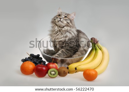 cat in glass bowl with fruit