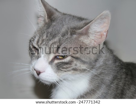 A grey and white cat looking in a bad mood.