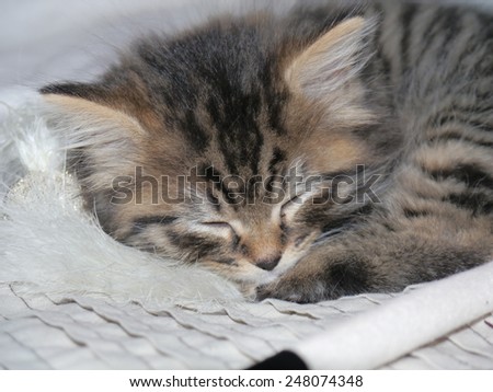 A long haired tabby kitten sleeping.