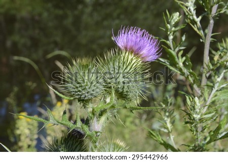 A common thistle in a field.