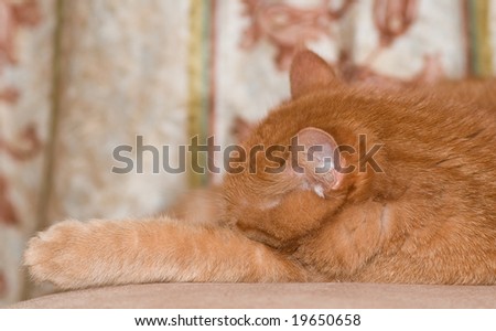 Peacefully sleeping cat (British Shorthaired) with her paw drawn out to the left