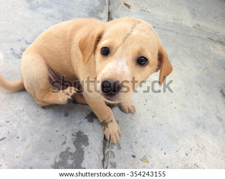 cute dog. cute puppy dog make pity eyes  looking up and siting on concrete