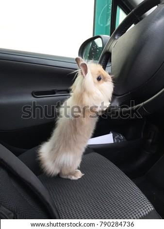 Funny bunny post driving car action to photography