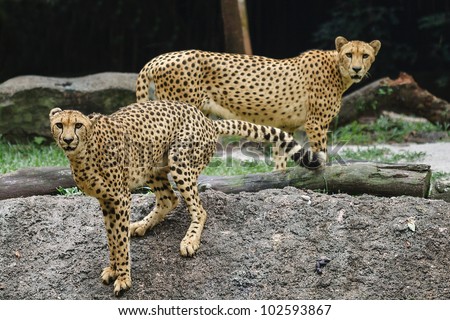 A pair of cheetahs frozen with attention maintaing eye contact