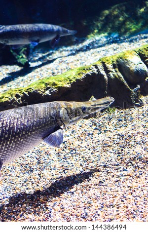 A close up of an alligator gar swimming close to the river bottom