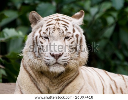 A white tiger is not all impressed at what he sees