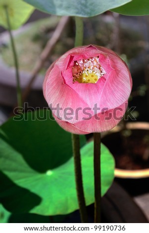 A pink lotus starts to bloom in the shade of larger water plants
