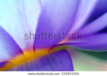 close up part of purple flower macro short